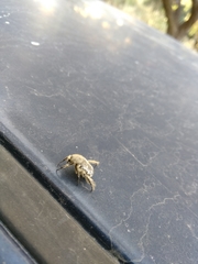 Heterocnemis graeca