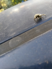 Heterocnemis graeca