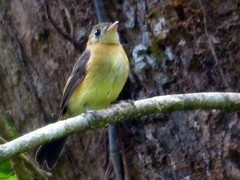 Myiobius sulphureipygius