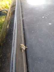 Heterocnemis graeca