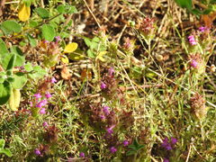 Thymus lotocephalus