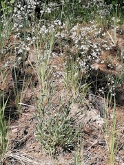 Gypsophila paniculata
