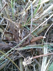 Heterocnemis graeca