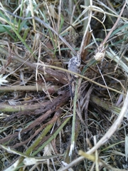 Heterocnemis graeca