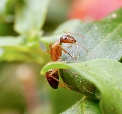 Camponotus nylanderi
