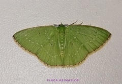 Lissochlora