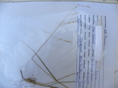 Panicum hallii