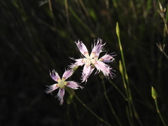 Dianthus broteri