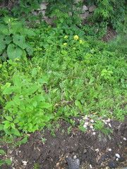 Sisymbrium loeselii