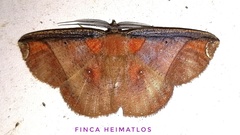 Thysanopyga abdominaria