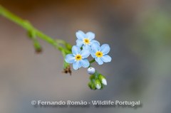 Myosotis secunda