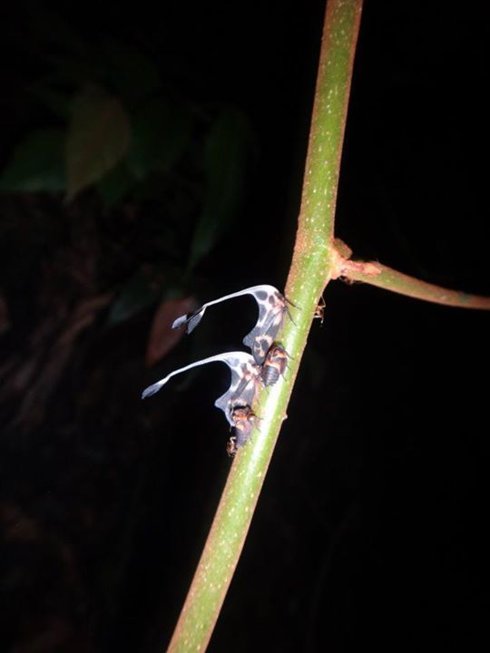 Hypsaucheniini