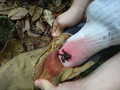 Haemadipsa zeylanica