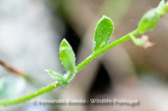 Myosotis secunda