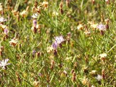 Centaurea aspera stenophylla