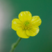 Ranunculus auricomus - Photo 由 Dina Nesterkova 所上傳的 (c) Dina Nesterkova，保留部份權利CC BY-NC
