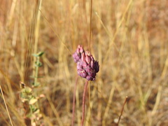 Allium pruinatum