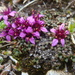 Saxifraga retusa retusa - Photo (c) Christian Berg, some rights reserved (CC BY), uploaded by Christian Berg