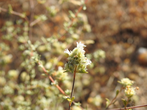 Image of Thymus Albicans (Thymus albicans) by (c) Duarte Frade, some rights reserved (CC BY)