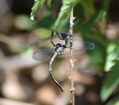 Argia immunda