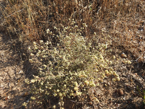 Image of Thymus Albicans (Thymus albicans) by (c) Duarte Frade, some rights reserved (CC BY)