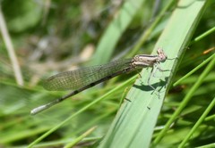 Argia nahuana