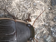 Dytiscus semisulcatus