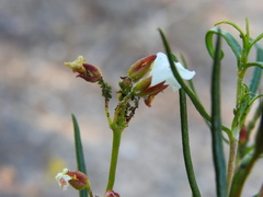 Cistus libanotis
