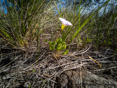 Oxalis monophylla monophylla