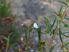 Cistus libanotis