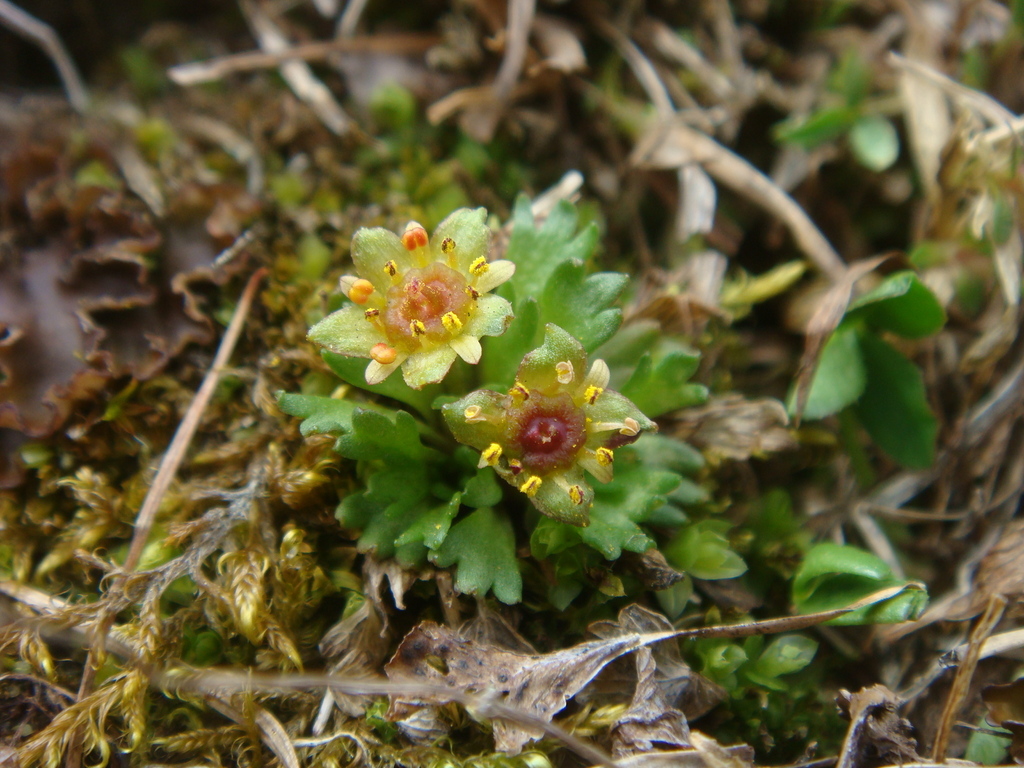 Section Saxifraga