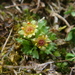 Section Saxifraga - Photo (c) Christian Berg, some rights reserved (CC BY), uploaded by Christian Berg