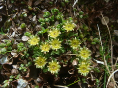 Saxifraga styriaca