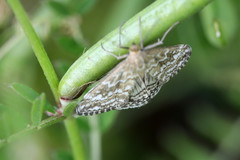 Evergestis frumentalis