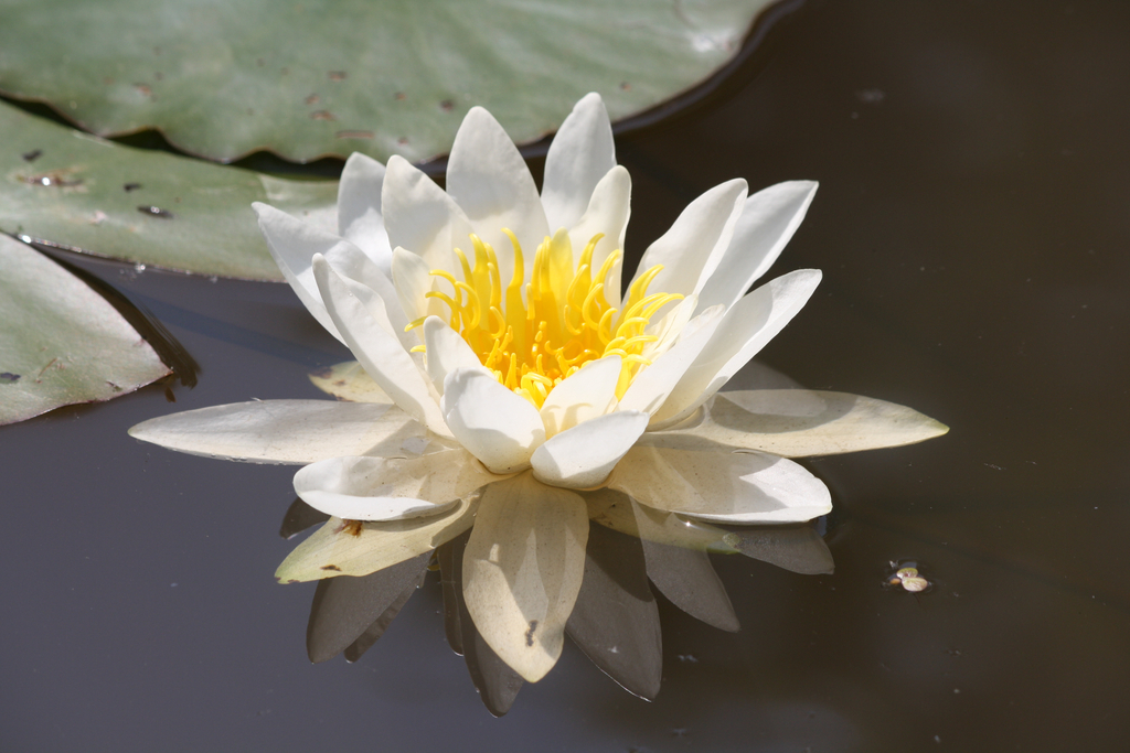 Nymphaea odorata ssp. odorata