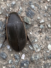 Dytiscus semisulcatus