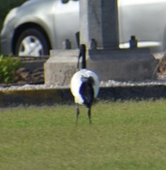 Threskiornis aethiopicus