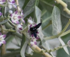 Xylocopa sulcatipes