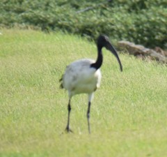 Threskiornis aethiopicus