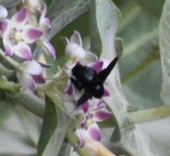 Xylocopa sulcatipes