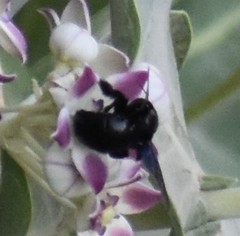 Xylocopa sulcatipes