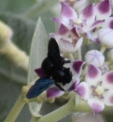 Xylocopa sulcatipes