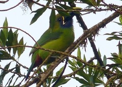 Aulacorhynchus prasinus caeruleogularis