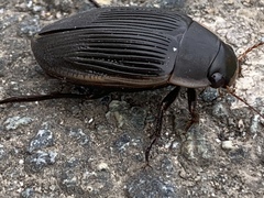 Dytiscus semisulcatus
