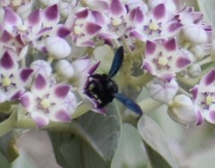 Xylocopa sulcatipes