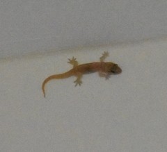 Hemidactylus flaviviridis