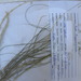 Pappophorum bicolor - Photo (c) CH Hemphill, osa oikeuksista pidätetään (CC BY-NC), lähettänyt CH Hemphill