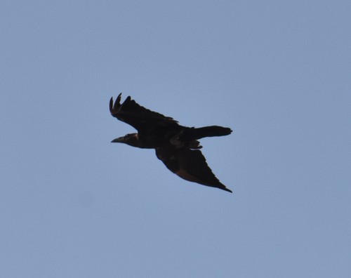 Cuervo desertícola (Corvus ruficollis)