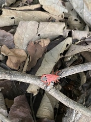 Probergrothius nigricornis