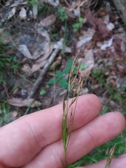 Rhynchospora inexpansa
